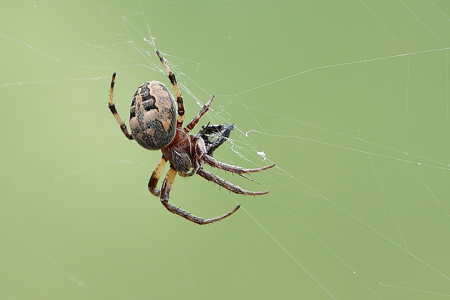 Larinioides sp.